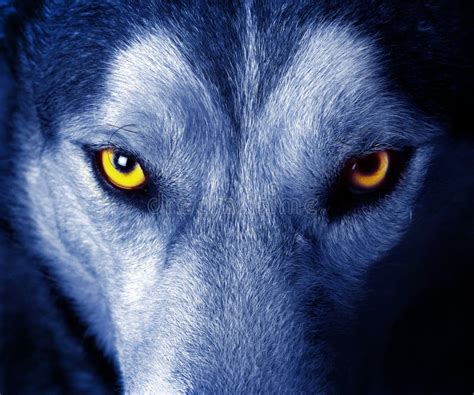 Eyes of wolf stock image. Image of wild, attack, beautiful - 3709247