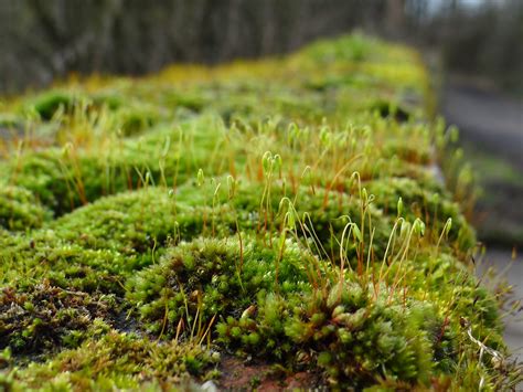 moss spores | Steph-nine | Flickr