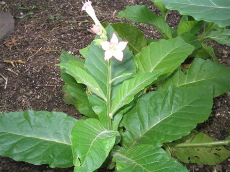 50 Little Yellow Tobacco Seeds (Nicotiana Tabacum) Dark Air Cured ...