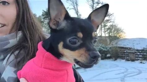 FUNNY CHIHUAHUA GROWLING - YouTube