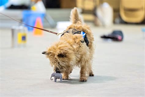 Dog Brain Games: Fun Ways to Train Your Puppy