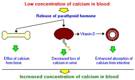 Parathyroid hormone function, low parathyroid hormone & high parathyroid hormone