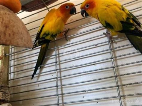 Sun Conure Breeding Pair in Merton SW19 on Freeads Classifieds - Other ...