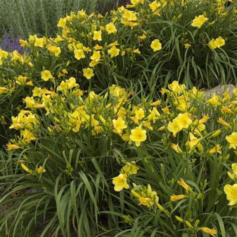 Happy Returns Daylily | PlantAddicts.com