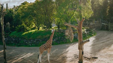 Stunning vultures now soar over Zoo’s Africa Safari Track | Auckland ...