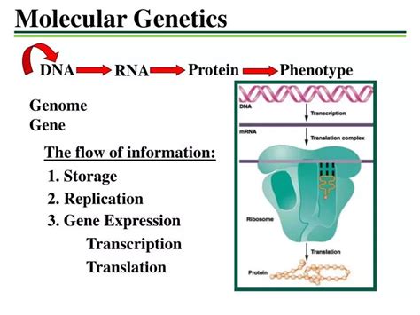 PPT - Molecular Genetics PowerPoint Presentation, free download - ID:2510686