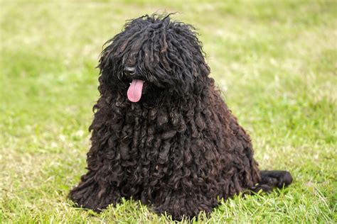 15 Curly Haired Dogs with Pictures | Reader's Digest