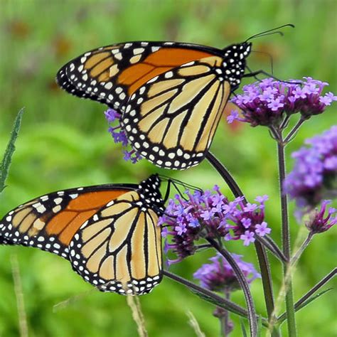 Purple Top Verbena Seeds - Perennial Flower Seeds