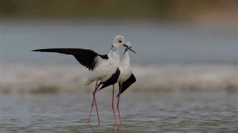 8 awesome pictures of wildlife in Israel's desert region - ISRAEL21c