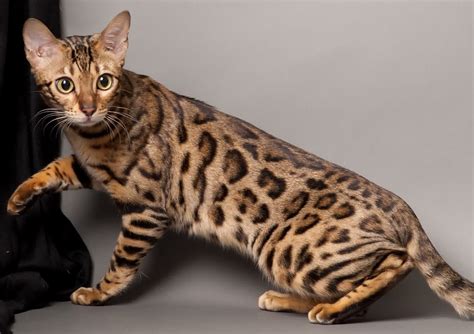 Bengal Cat One of The World’s Most Expensive Cat – InspirationSeek.com