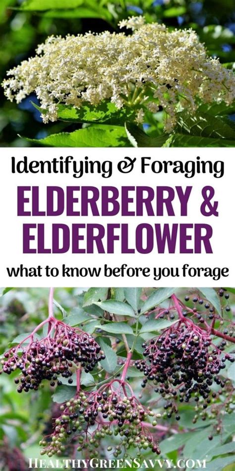 Elderberry Identification and Foraging Tips - HealthyGreenSavvy