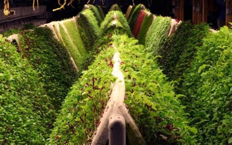 Space-Age Gardening: Aquaponics, Hydroponics, and Aeroponics | Make: