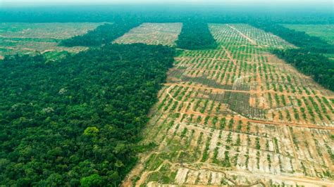 Causas de la deforestación en México - México mi país