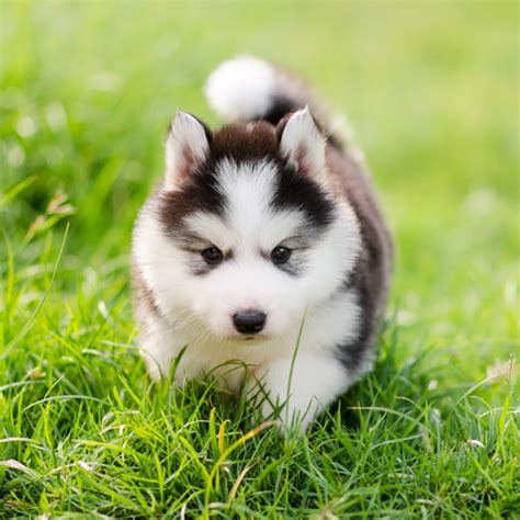 Cute Puppies Live Wallpaper - Apps on Google Play