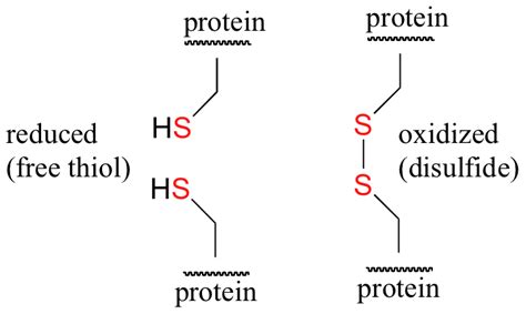 16.12: Redox reactions involving thiols and disulfides - Chemwiki