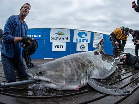 Great white shark spotted in Long Island Sound in rare…