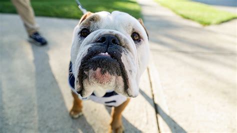 Here's how Butler Blue, Butler University's bulldog mascot, poses for photos