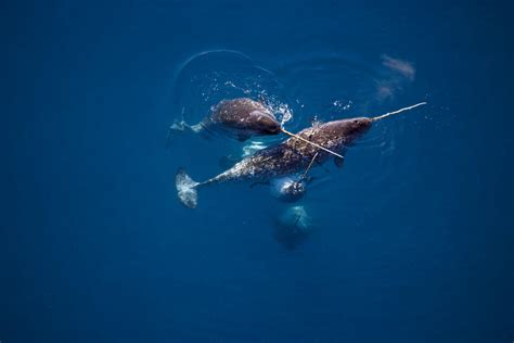 Decoding narwhal migration: Insights from a two-decade tracking study - WWF Arctic