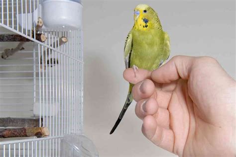 Budgies And Music: Singing, Dancing, DJing, And More Explained! - Embora Pets