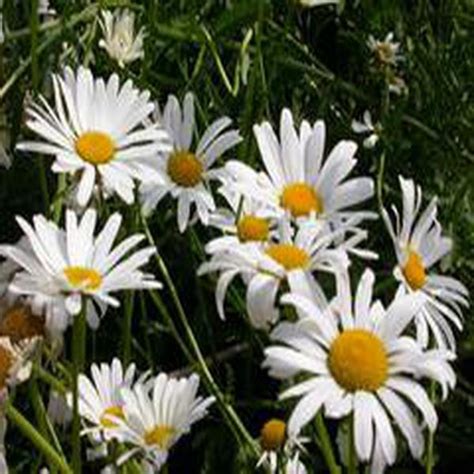 Leucanthemum vulgare 'Maikonigin' MAY QUEEN_百度百科