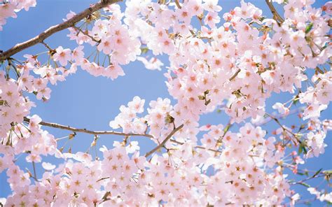 Cherry Blossom Desktop Wallpapers on WallpaperDog | Cherry blossom wallpaper, Spring wallpaper ...