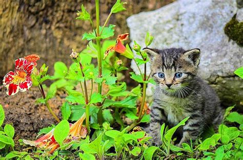 Plants for cats to eat—discern between the good and the bad!