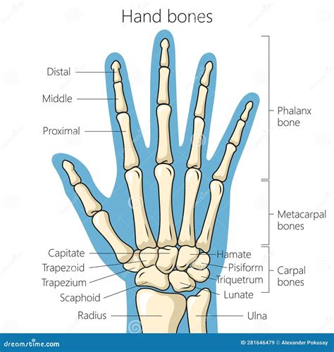 Bones of the Hand Schematic Diagram Stock Vector - Illustration of head ...