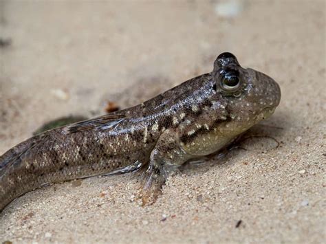 Mudskipper - A-Z Animals