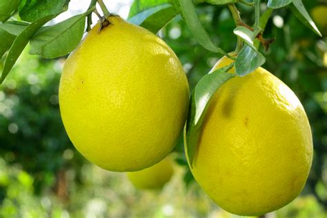 30 Different Types of Lemons (All Lemon Varieties) - PlantSnap