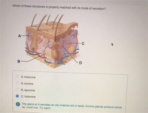 Solved Which of these structures is properly matched with | Chegg.com