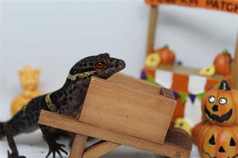 Cave Gecko Care Guide | Wiki | Reptilian Keepers Amino