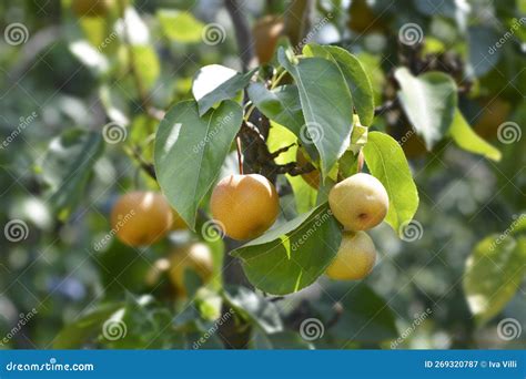 Japanese pear stock image. Image of green, pear, sand - 269320787