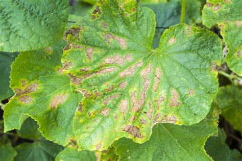 Cucumber Blight Diseases: Identification and Control - Garden.eco