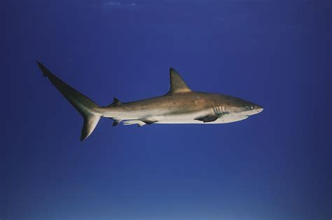 Caribbean Reef Shark, Little Cayman : r/underwaterphotography