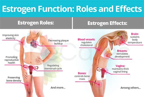 Estrogen Hormone