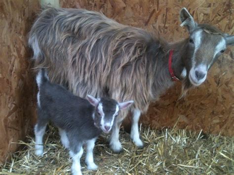 A Toggenburg kid Farm Animals, Animals And Pets, Cute Animals, Wild Animals, Toggenburg Goat ...