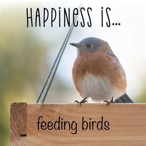 Happiness is..Feeding Birds in 2021 | Bird feeders, Bird quotes, Birds quotes