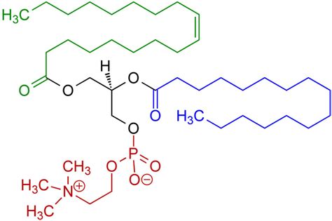 Phosphatidylcholine - Side Effects, Phosphatidylcholine Vs Choline