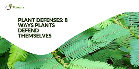 Plant Defenses: 8 Ways Plants Defend Themselves - Plantora