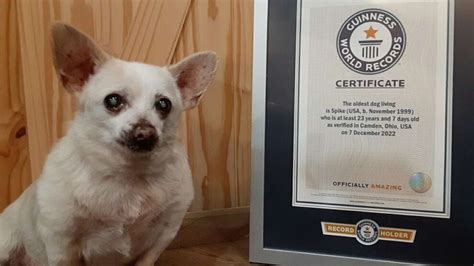 Meet the 23-year-old chihuahua who was named the world's oldest dog - ABC News