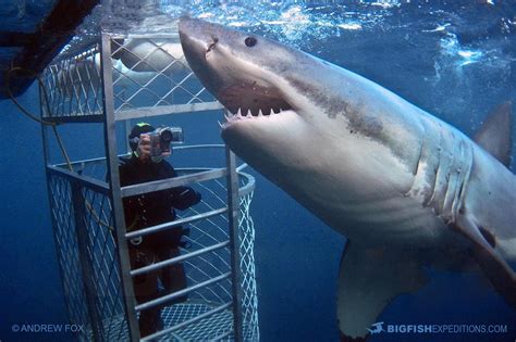 Great White Shark cage diving at the Neptune Islands in South Australia.