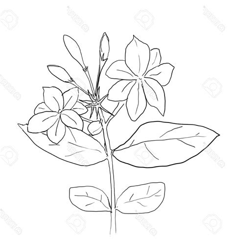 Jasmine Flower Drawing at GetDrawings | Free download