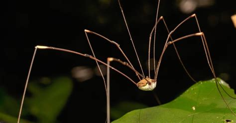 10 Spiders in Alaska - AZ Animals