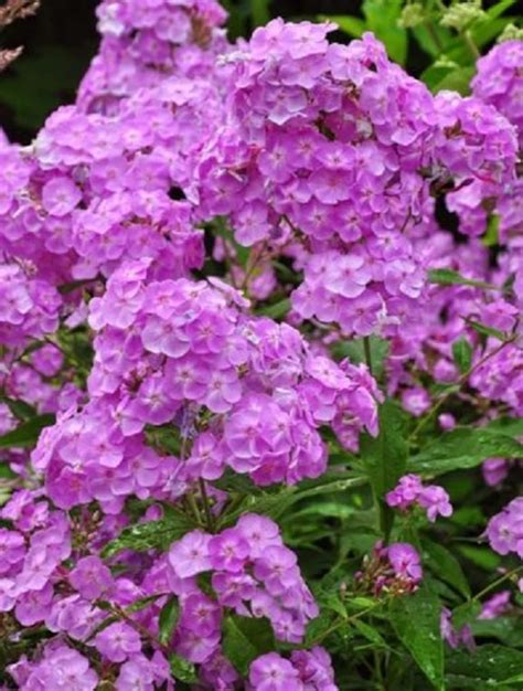 30 Phlox Light Purple / Fragrant / Shade-loving / Perennial / - Etsy