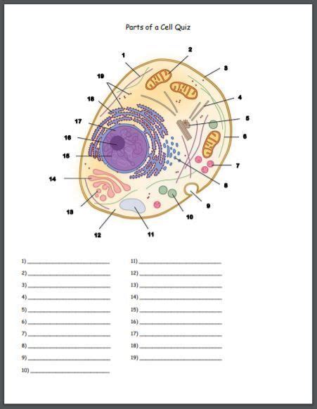 Parts of a Cell Identification Quiz | Biology worksheet, Cell organelles, Biology lessons