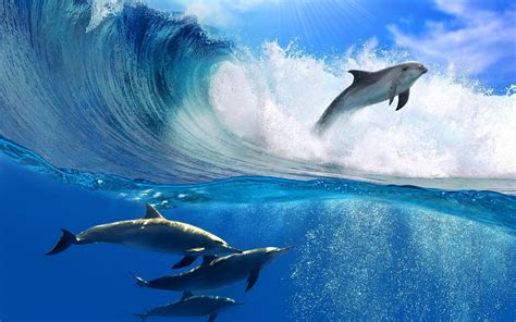 Ocean Dolphins Wallpapers - 4k, HD Ocean Dolphins Backgrounds on WallpaperBat