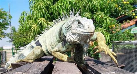 10 Things You Need to Know Before Getting a Pet Green Iguana | PetPress