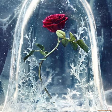 Beauty And The Beast Wallpapers - Wallpaper Cave