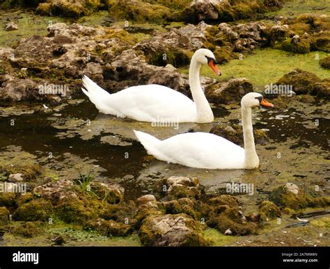 'Pas de Deux' 'Swan Lake' on the Dordogne facing the Bastide of Lalinde ...