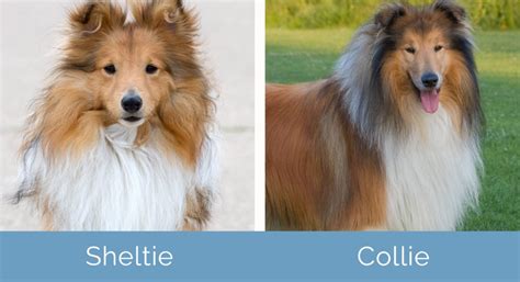 Sheltie vs. Collie: Notable Differences (With Pictures) | Hepper